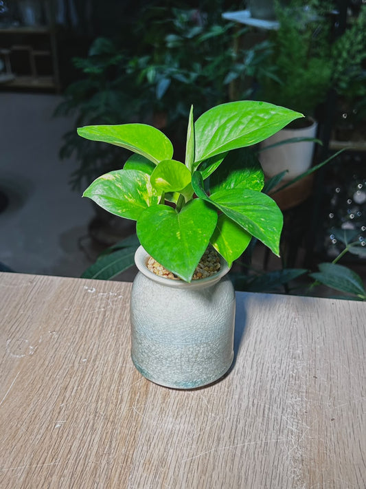 Golden Pothos (ι»ιθ) Epipremnum Aureum in Green Crackle Glazed Ceramic Pot