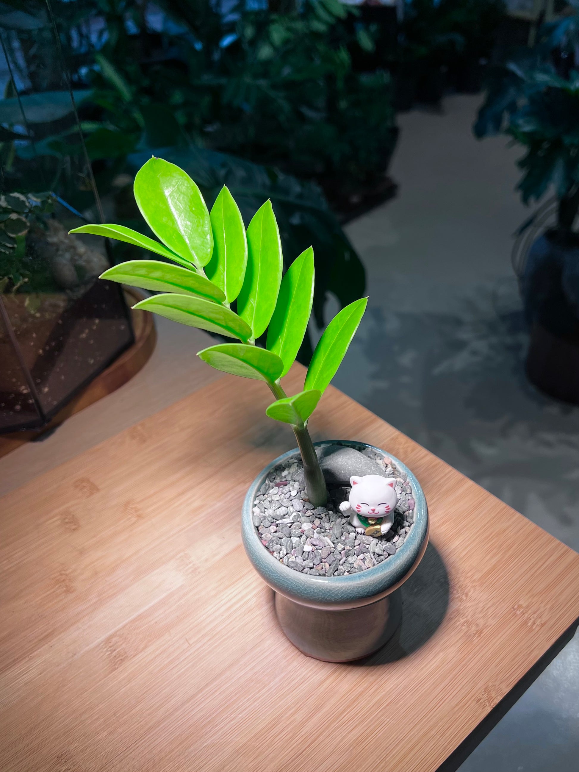 zz plant cat Zz Plant (金钱树) in Hat Designer Ceramic Pot with Fortune Cat Figurine