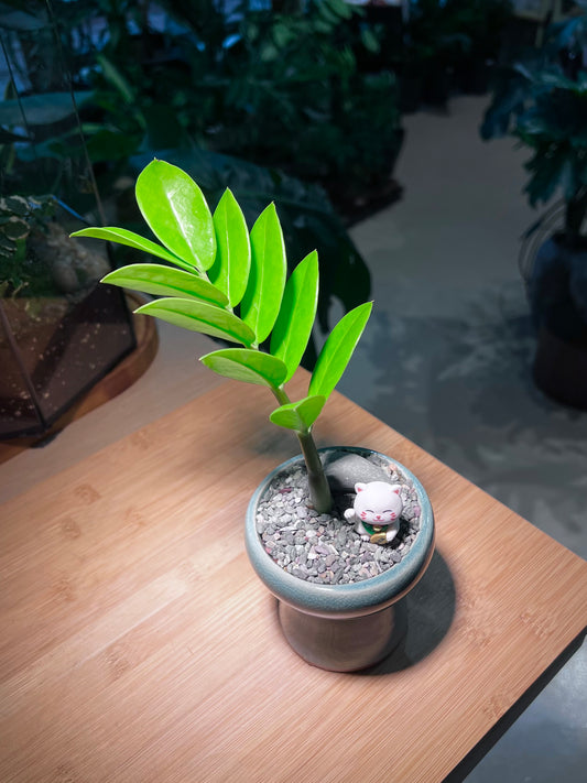 Zz plant in Hat Designer Ceramic Pot with Fortune Cat Figurine