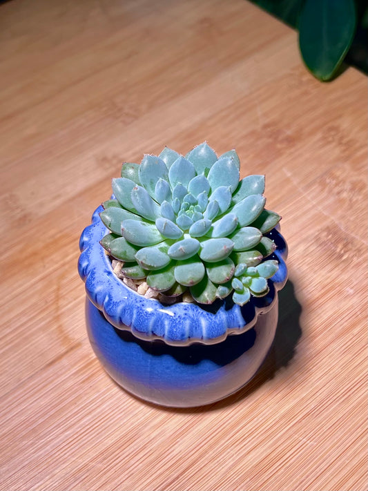 Echeveria in Petal Edge Ceramic Pot