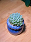 Echeveria in Petal Edge Ceramic Pot