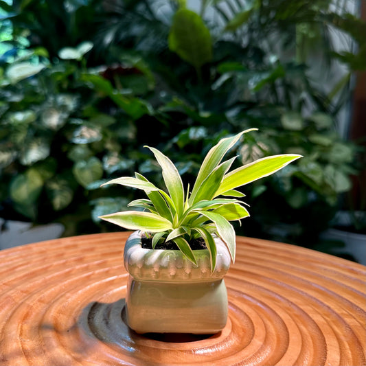 Chlorophytum Comosun in Green Designer Pot aka Spider Plant