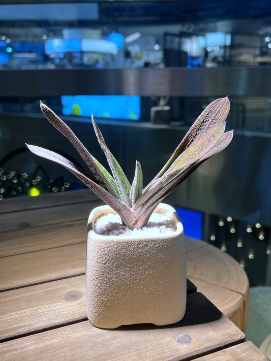 Gasteria Batesiana in Matt Sqaure Ceramic Pot