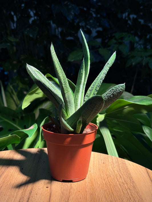 Gasteria in Plastic Pot