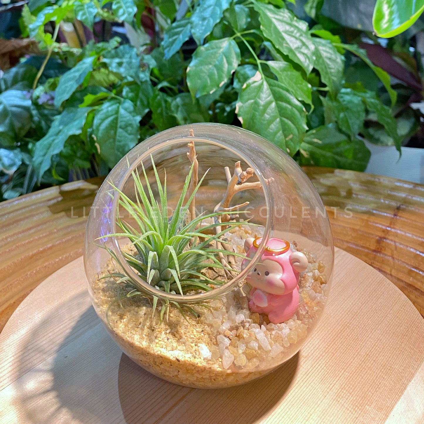 Airplant in Round Glass Terrarium