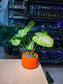 Arrowhead Plant (合果芋) Syngonium Podophyllum in Orange Glazed Ceramic Pot