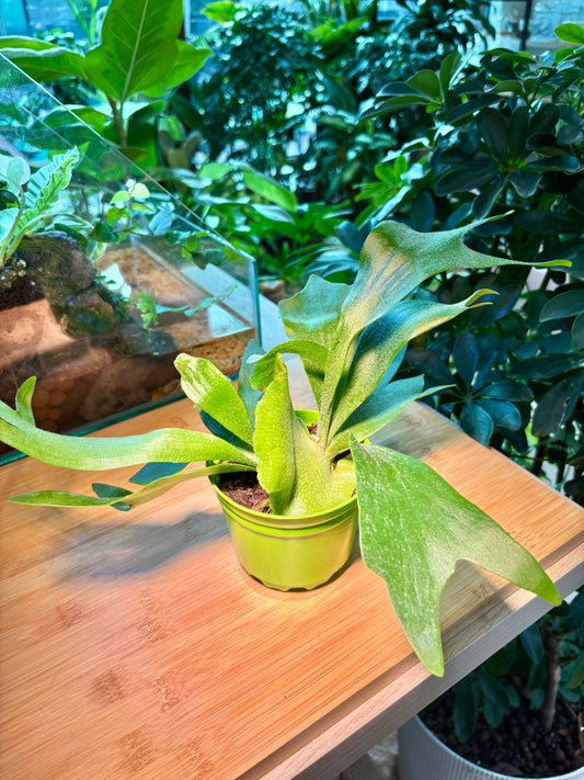 Platycerium Bifurcatum in Plastic Pot