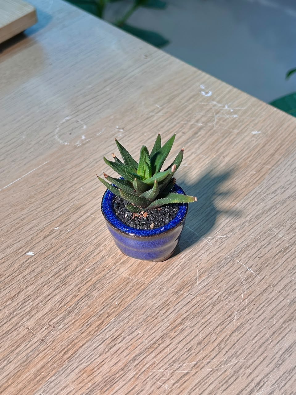 Crocodile Haworthia (琉璃殿) Haworthia Limifolia in Blue Glazed Ceramic Pot