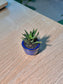 Crocodile Haworthia (琉璃殿) Haworthia Limifolia in Blue Glazed Ceramic Pot