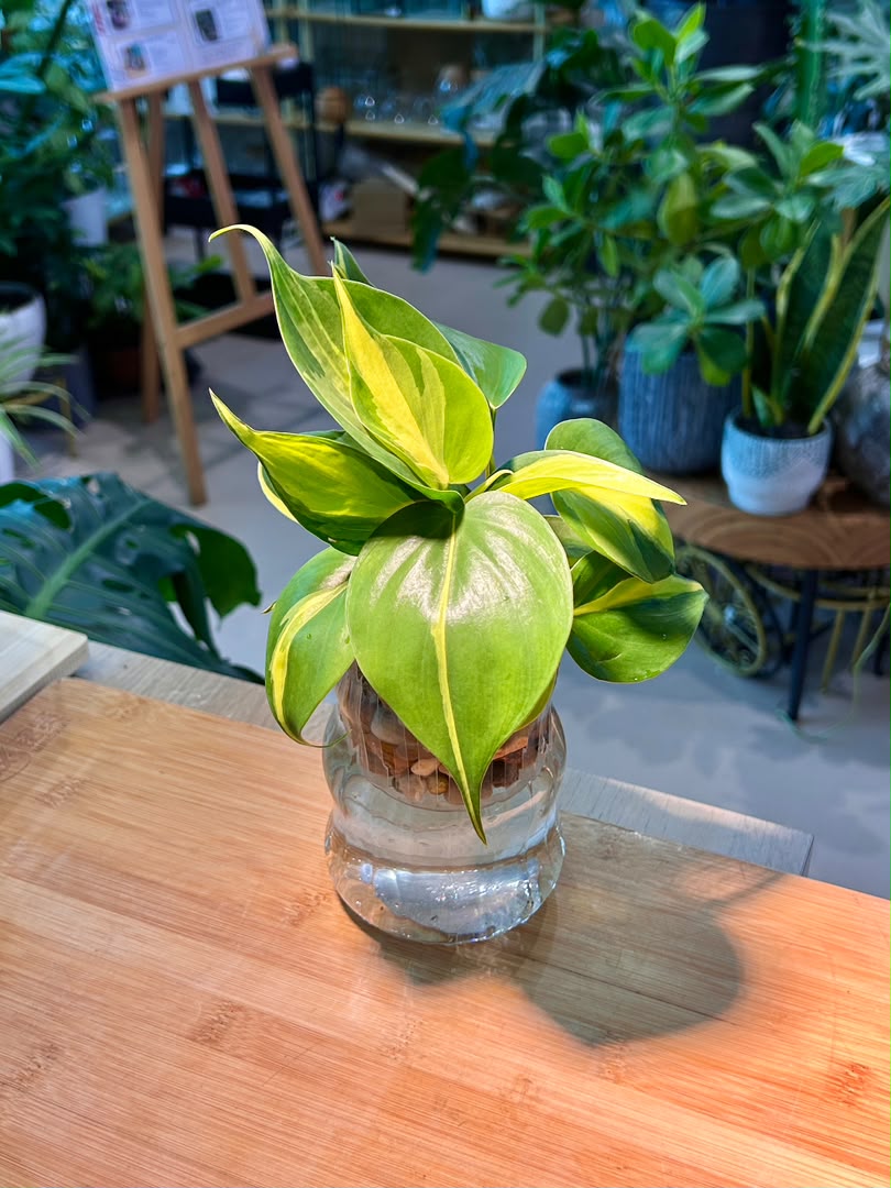 Heartleaf Philodendron (Indoor Plant) in Glass Hydroponic Vase