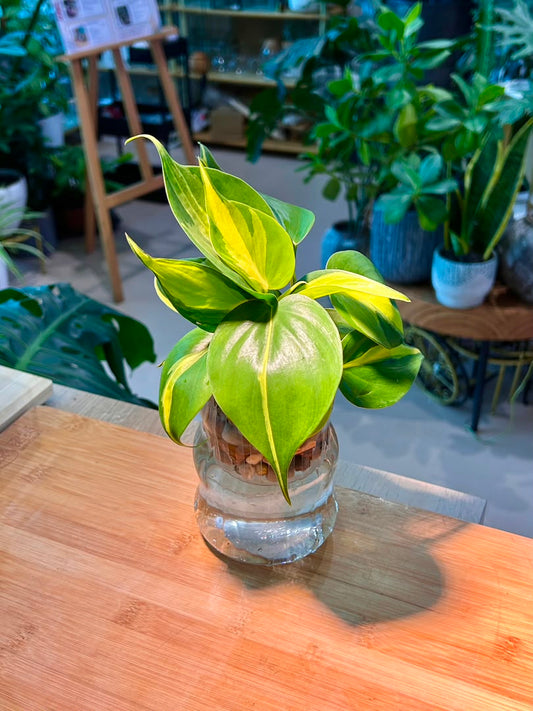 Heartleaf Philodendron (Indoor Plant) in Glass Hydroponic Vase