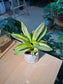 Sansevieria Golden Hahnii (金边短叶虎尾兰) Sansevieria Trifasciata in White Geometric Pot