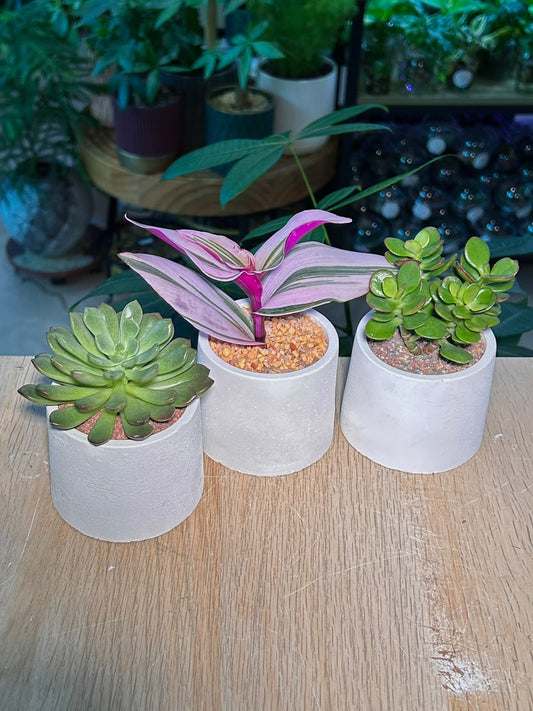 Door Gift - Succulent (多肉植物) in Cylindrical Matte Pot