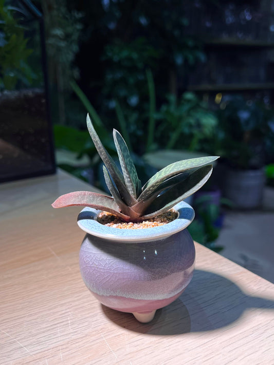 Variegated Gasteria in Decorative Ceramic Pot