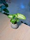 Arrowhead Plant (合果芋) Syngonium Podophyllum in Textured Glazed Ceramic Pot