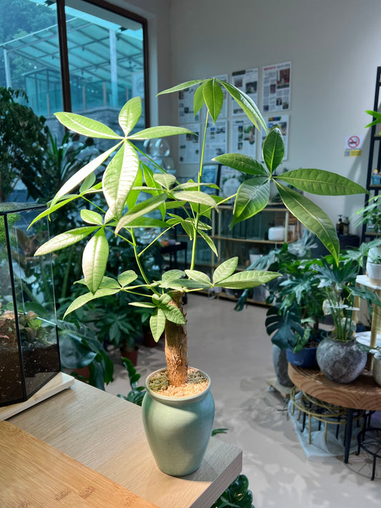 Pachira (发财树) in Tall Ceramic Pot