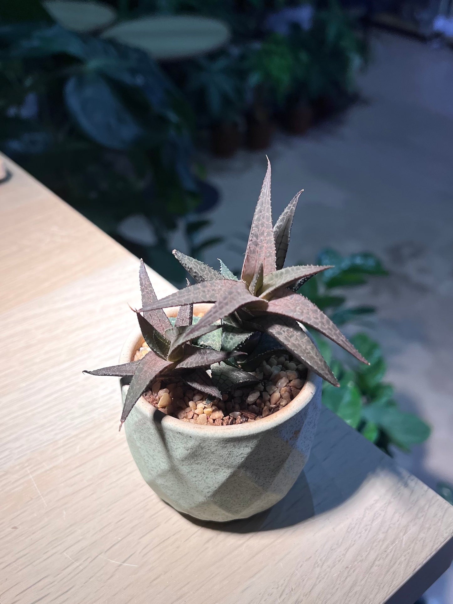 Haworthia Venosa in Ceramic Pot