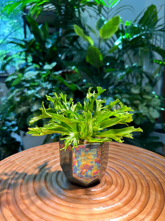 Asplenium Leslie Fern in Designer Pot