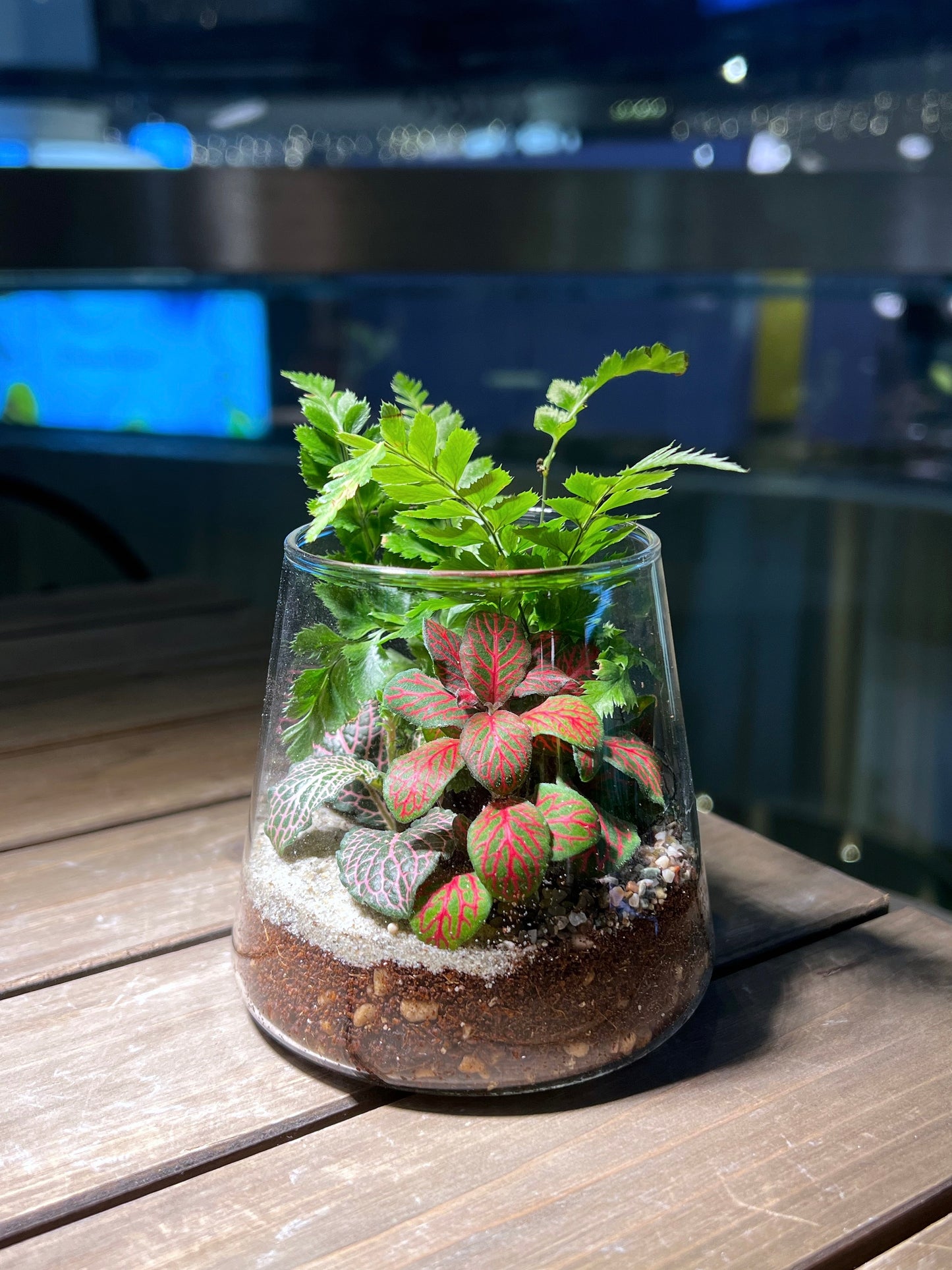 Fittonia & Fern Arrangement in Fuji Glass