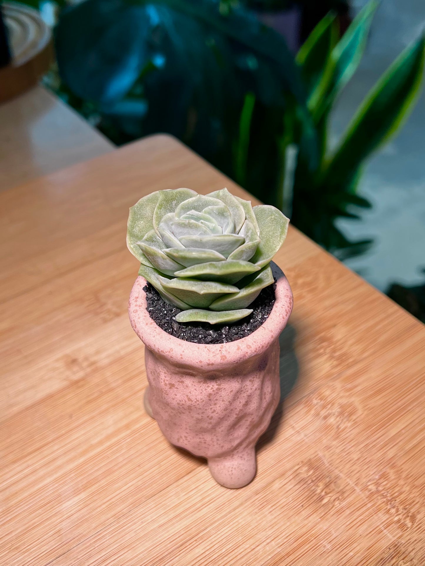 Graptoveria Lovely Rose in Tall Pinkish Ceramic Pot