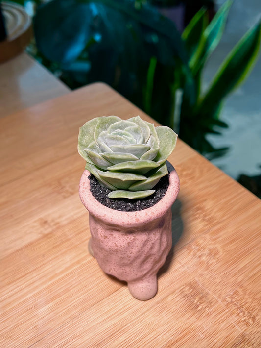 Graptoveria Lovely Rose in Tall Pinkish Ceramic Pot
