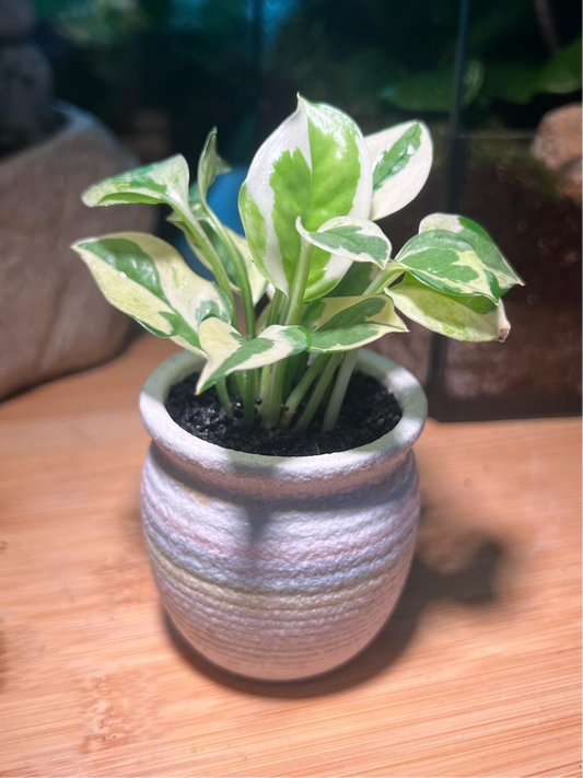 Golden Pothos in White Ceramic Pot