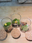 Moss with or without Fittonia Arrangement in Small Tall Cylindrical Glass Terrarium