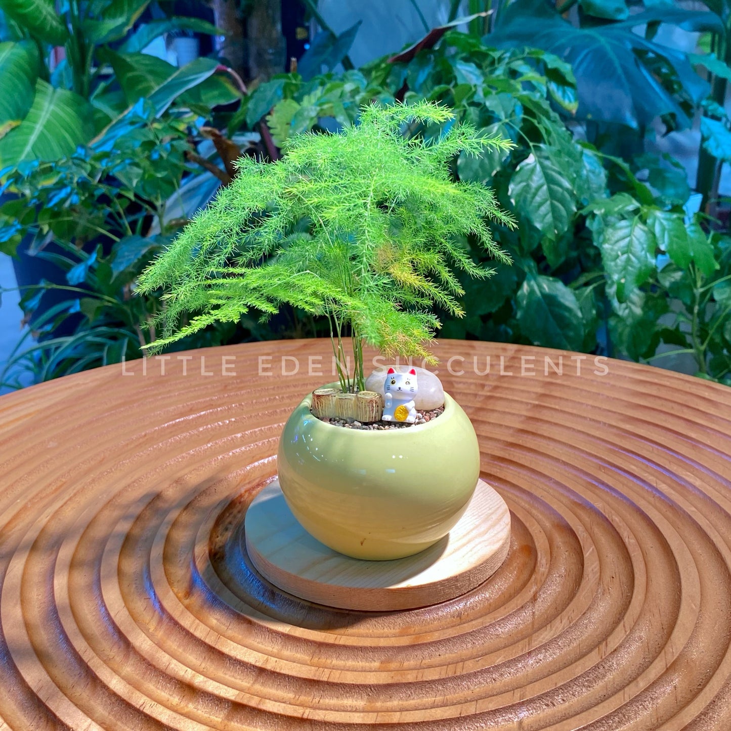 Asparagus Fern in Green Ceramic Pot