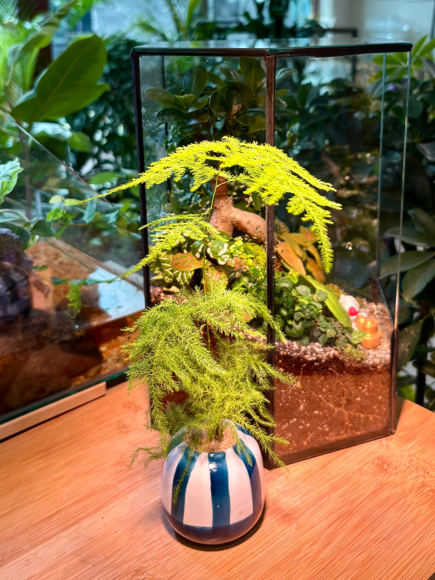Asparagus Fern in Cotton Waves Pot 💙🤍