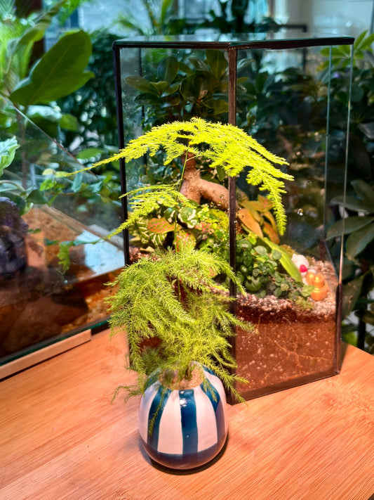Asparagus Fern in Cotton Waves Pot 💙🤍