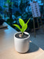 ZZ Plant (金钱树) in Tall Ceramic Pot