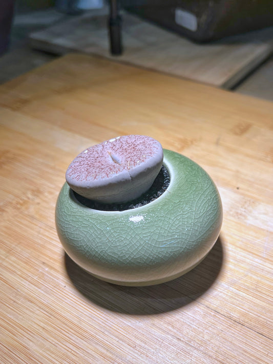 Lithops in Lime Green Eggshell Pot