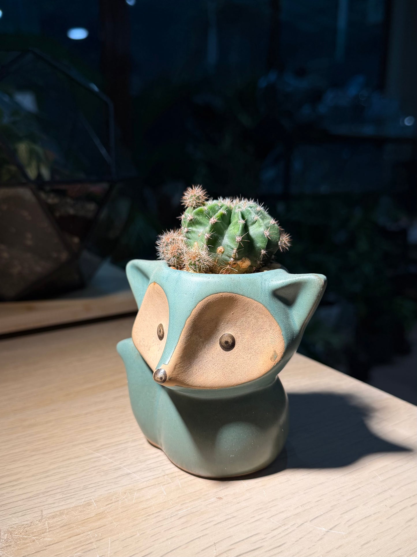 Echinopsis Cactus in Fox Pot