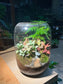 Bonsai Terrarium