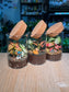 Door Gift - Indoor Plant Terrarium (网纹草) Fittonia in Cylindrical Glass (L) with Cork Lid (10pcs/set)