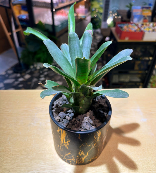 Bromeliad in Golden Printed Marble Pot