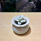Graptopetalum Mendozae in Designer Ceramic Pot