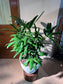 Lady Palm (Rhapis Excelsa) in High Density Polymer Pot