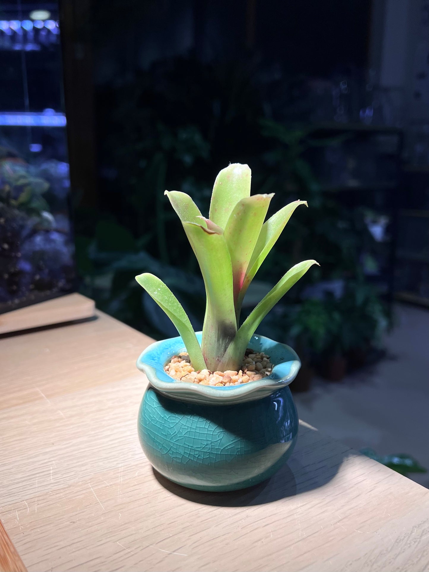 Bromeliad in Mint Blue Ceramic Pot