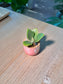 Millot Kalanchoe (千兔耳) Succulent in Pink Glazed Ceramic Pot