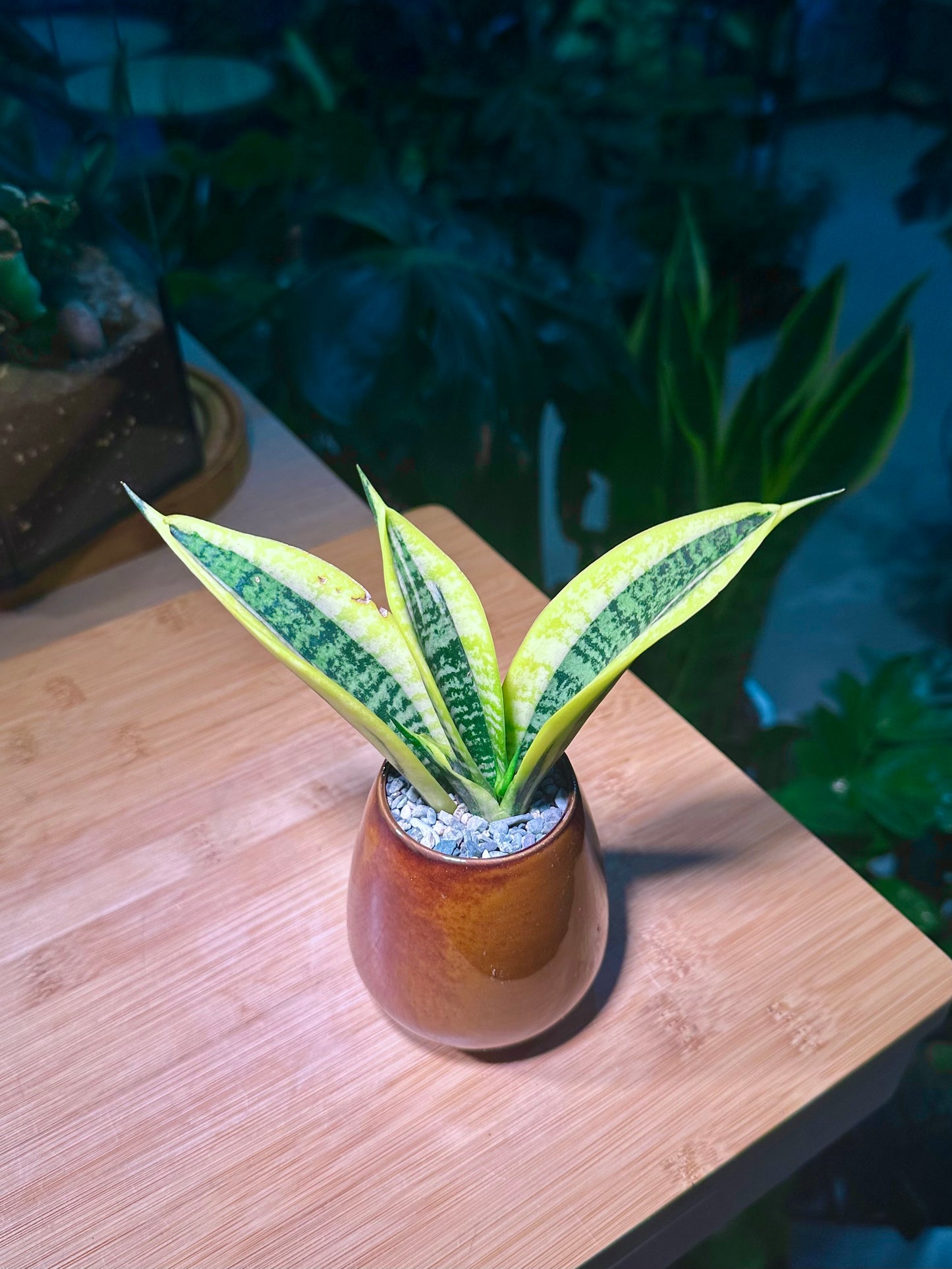 Senseveria (Snake Plant) in Shiny Brown Ceramic Pot
