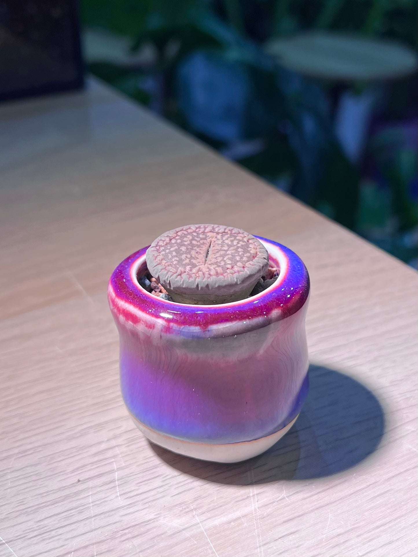 Lithop (生石花) in Round Shiny Purple Ceramic Pot