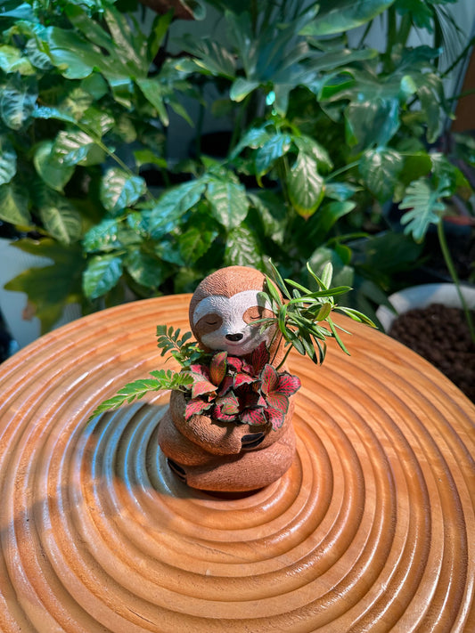 Fittonia, Fern, and Podocarpus Seedling in Sloth Pot