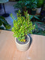Small-Leaf Syzygium (小叶赤楠) Syzygium Buxifolium in White Textured Ceramic Pot