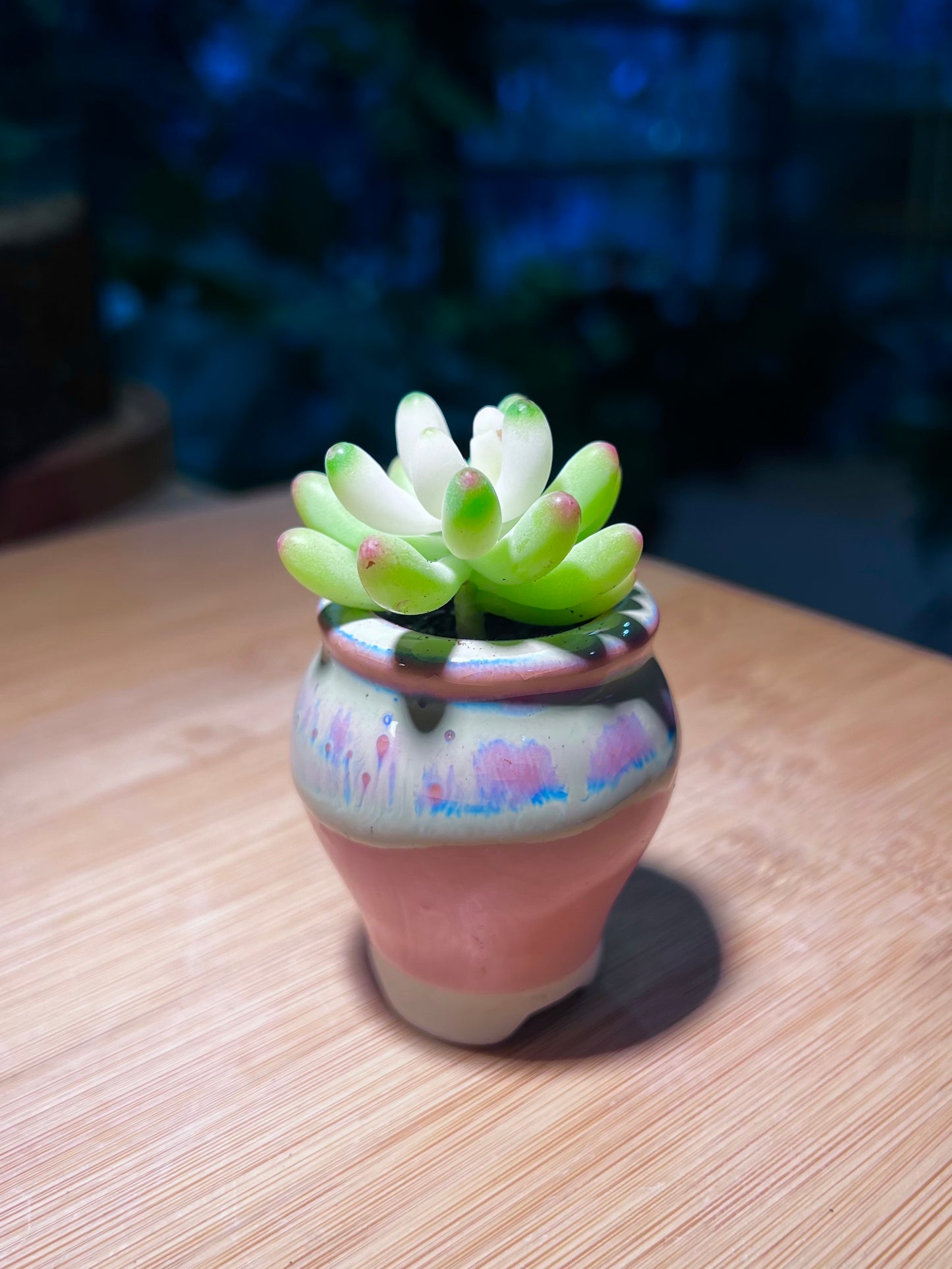Sedum Pachyphyllum in Bicolor Ceramic Pot