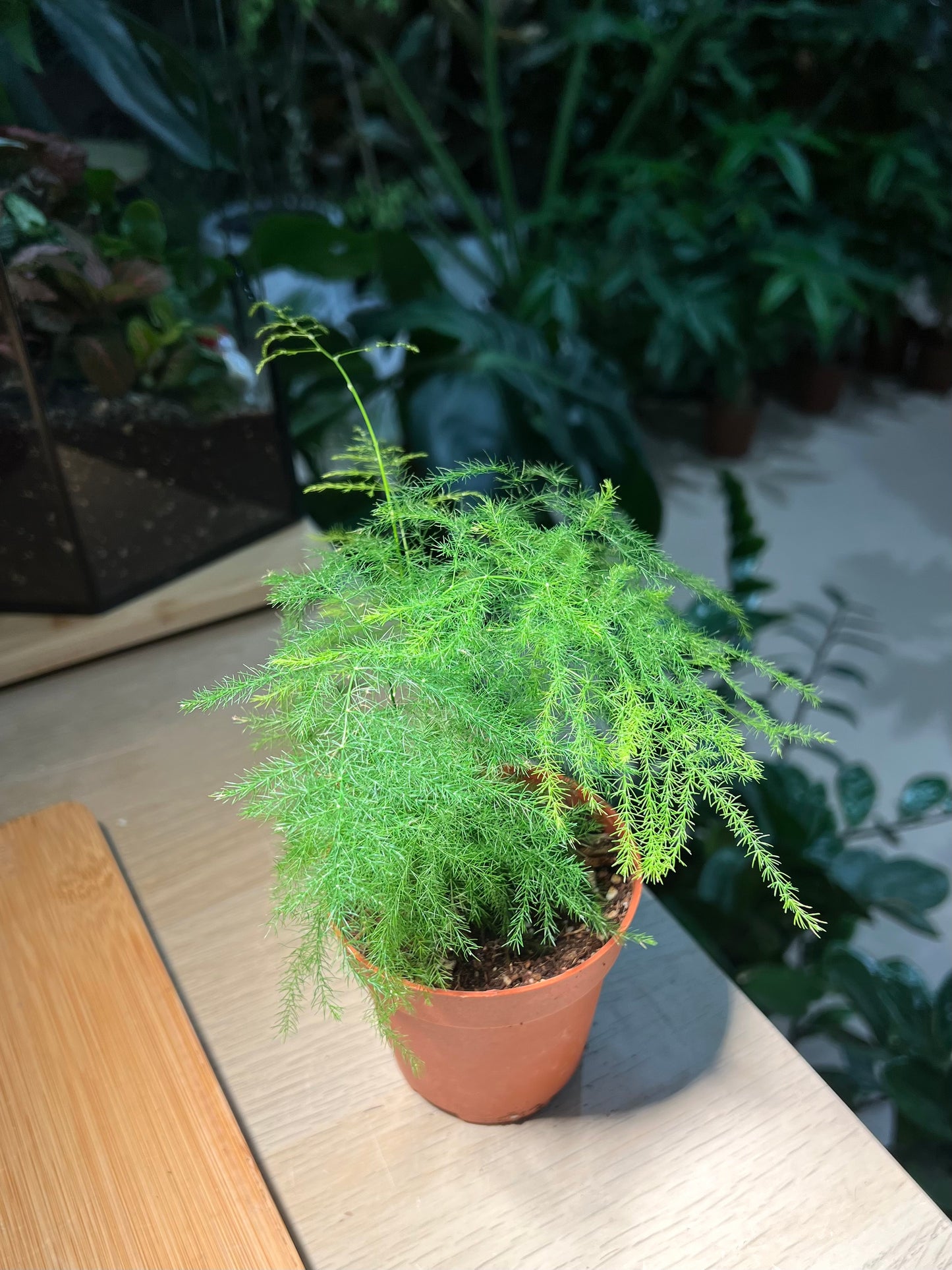 Plastic Pot - Asparagus Fern