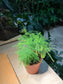 Plastic Pot - Asparagus Fern