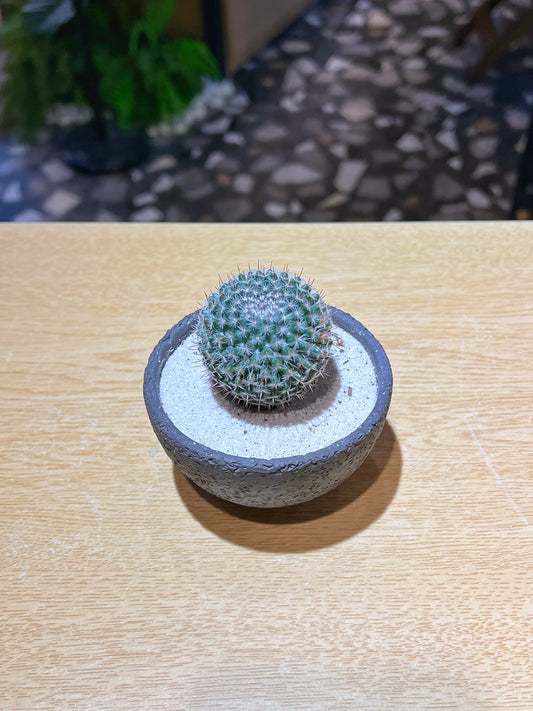 Mammillaria Sempervivi in Faux Stone Pot