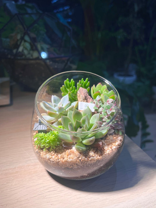 Succulent Arrangement in Slanted Glass Terrarium (L)
