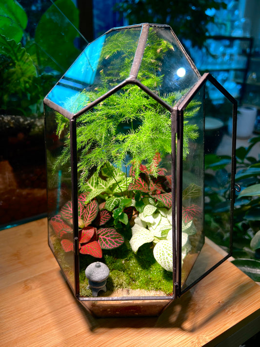 Fittonia & Asparagus Fern with Moss Arrangement in Black Polygonal Tall Glass with Lid (M)